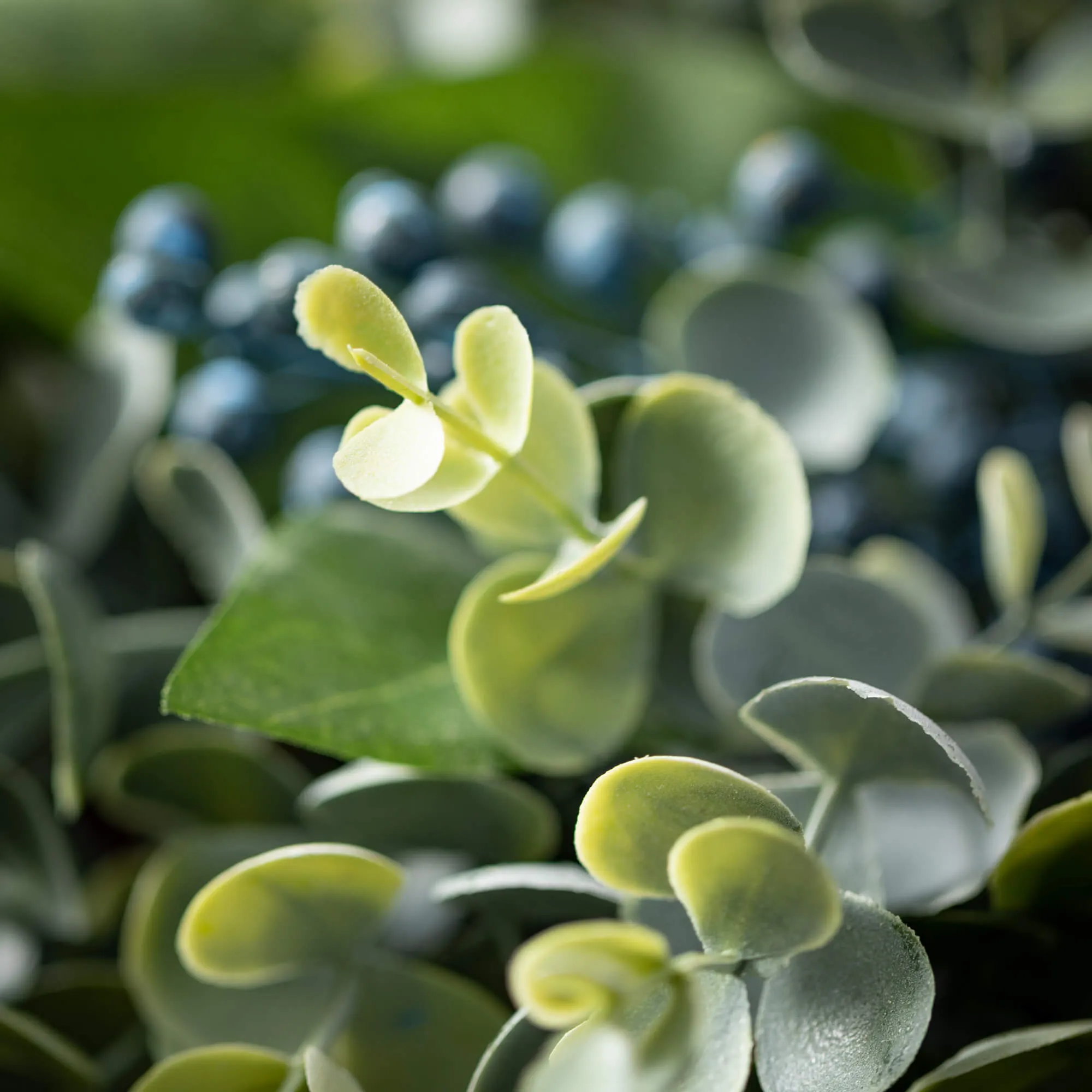 Eucalyptus & Sage Spray